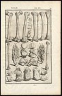 Rare Antique Anatomical Print-bone-leg-feet-knee-ankle-spigelius-casserius-1645