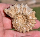 Douvilleiceras Ammonite  From Madagascar  1