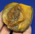 Rare Florida Fossil Nautiloid Aturia Ammonite Rare Agatized Shell Concretion