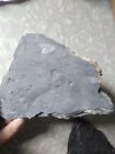 Isoxys  Wheeler Shale  Utah  Very Rare Cambrian Soft Body Fossil Arthropod