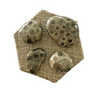    new Price    A Set Of 4 Petoskey Stones - Below Retail Plus Free Shipping 
