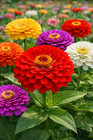 California Giant Zinnia Seeds King 5  Flowers Multi Color