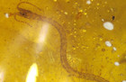 Beautiful Cretaceous Centipede In Burmese Amber Fossil Dinosaur Age
