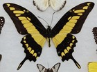 Real Framed Butterfly Collection  8