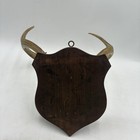 8 Point Whitetail Deer Real Antler Plaque Mount Taxidermy   Cabin Lodge Man Cave