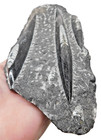 Polished Orthoceras Fossil Of Extinct Nautiloid Cephalopods From Nautilus Family