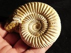 111 Million Year Old  White Ribbed Ammonite Fossil With Stand 100gr
