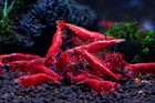 10 1 Fired Red Shrimp - Neocaridina Aquarium 100  Live Guarantee Freshwater