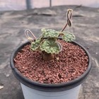 2cm Succulent Cactus Plant Pelargonium Barklyi Cactaceae Home Garden Beautiful