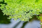 Lemna Minor Duckweed Plants Live Aquarium Plants Aquascape Fish Tanks