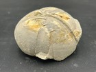 Huge 4    Fort Worth Form Texas Fossil Echinoid Macraster Sp Cretaceous Urchin 
