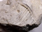 Breviconic Nautiloid Fossil Kimmswick Formation Missouri Cephalopod