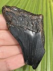 Natural Beautiful 2 69    Megalodon Tooth Fossil Shark Teeth
