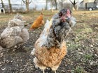 6  Chicken Hatching Eggs Ameraucanas  Easter And Oiive Eggers  Salmon Faverolles