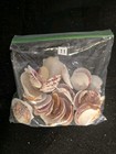 Atlantic Calico Scallops Sea Shells Over 30 Colorful Bulk Craft Shells