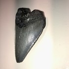 Rare 3 1    Megalodon Shark Tooth Fossil Kids Gift Natural  Open Ocean Present
