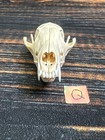 Real Red Fox Unique Animal Mount Halloween Skull Art Craft Mountain Man Canine