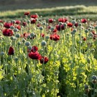 5 000  Imported English Uk Maroon Papever Somniferum Poppy Seeds For Planting