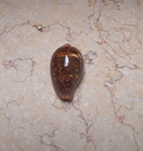 Cypraea Zpnaira Pyrum 44 1mm Rare Large Size Red Sea Shell Super Natural Glossy