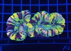 Wysiwyg Rainbow Wellsophyllia Live Lps Coral Frag     Ultra Colorful For Reef Tank