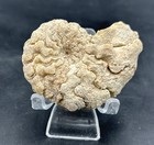 Uncommon Uv-reactive Texas Fossil Woodbine Ammonite conlinoceras Tarrantense 