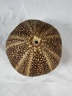 Large Sea Urchin Shell 4in By 4in Beach Shell Nautical Decor 
