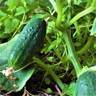 Spacemaster 80 Cucumber Seeds - 100 Count Seed Pack - Non-gmo - Produces Large N