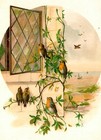 Vintage 1880 s Jersey Coffee Beautiful Birds Victorian Trade Card Dayton  Ohio