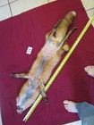 Garment Tanned Red Fox Pelt With Feet Claws  Thick Winter Fur  Nice Coloring