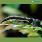 Pack 6 Otocinclus Brazil  Affinis Live Fish Free Shipping