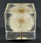 40mm Real Dandelion In Clear Lucite Cube Anniversary Wedding Mother s Day Gift