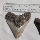 Lot Of 2 Different Species Of Megalodon Shark Teeth