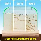Ant Farm Kit - Sand Ant Habitat  Colony Learning Terrarium  Gift For Boys   Girl
