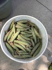 8 Pounds Young Pine Cones White Pine Nature Decor Crafts Green Immature Fresh