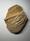 Cymbiocrinus Crinoid Calyx Double Sided Fossil   Stem Alabama Bangor Limestone