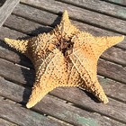 Rare 11 25    Vintage Bahama Cushion Starfish 50 Year Estate History W  Seaweed