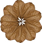 Leaf Litter For Snakes  10 Pcs Medium Indian Almond Catappa Leaves Substrate Mai