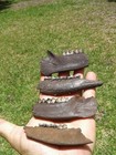 4 Stunning High Quality Deer Jaws With Gem Teeth Florida Ice Age Fossil Tooth 