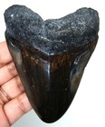 Megalodon Shark Tooth - Shark Teeth Real Fossil 3 73     No Restorations 