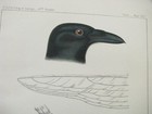 Raven Original Color Lithograph 1860 Pacific Rr Survey