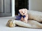 Charlie Bears Jimminy Small Cute Teddy Bear 8 Inches Plush With Blue Bow