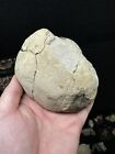 4 Inch Fossilized Crab From Washington