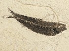 Two  100  Natural Knightia Fish Fossils From Fossil Lake Wyoming  745gr