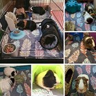 Small Pets   Company Guinea Pig Fleece Cage Liner For Midwest Habitat Guinea