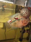 King Kamfa Flowerhorn  - Live Fresh Tropical Aquarium Fish  Aggressive  Inter