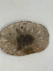 Rare Patagonia Pinecone Slab Auracaria Mirabilis 35g