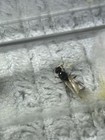 Tetramorium Immigran Live Queens W  Eggs   Only Shipping Within Virginia