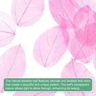 100-pack Skeleton Leaves  Natural Rubber Tree Leaves Vein 7-9cm  Light Pink 