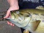Green 21  Bass Fish Wall Mount Reproduction Taxidermy Decor