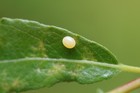 Western Eyed Sphinx  smerinthus Ophthalmica  - 25 Eggs